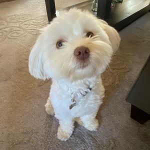 Meet your Posher, Sophie